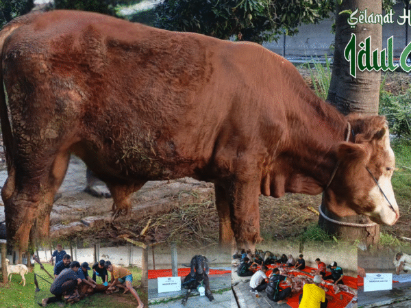 Kegiatan Kurban Al-Irsyad Al-Islamiyyah Pemalang 1447 H Berjalan Lancar dan Penuh Keberkahan